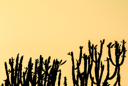 Silhouette of cactus with sunset sky backgroundの写真素材