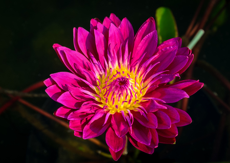 Pink lotus flower blooming in pool