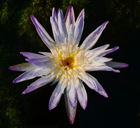 Nice lotus flower in pool, Top viewの写真素材