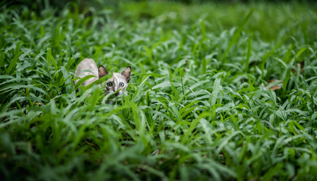 Cat on green grass in gardenの写真素材