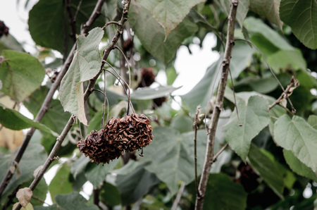 Dried flower on treeの写真素材