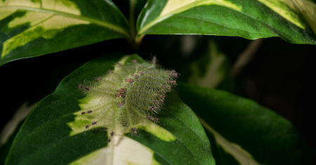 Caterpillar of the Common Gaudy Baron butterfly ( Euthalia lubentina ) on green leaf