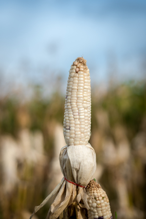 Harvest time concept at corn farm, Corn in a corn field ready for harvestの写真素材