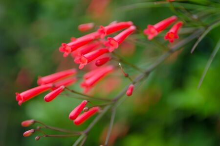 Flower of Firecracker plantの写真素材