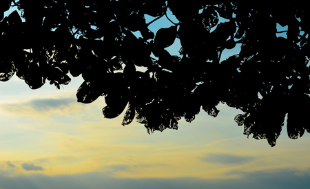 Silhouette of tree and leaf with sunset sky backgroundの写真素材