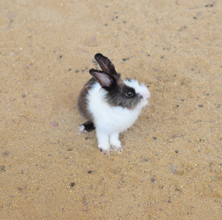 Rabbit on sandの写真素材