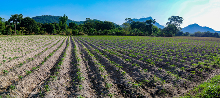 Cassava farm in Chonburi, Thailandの写真素材