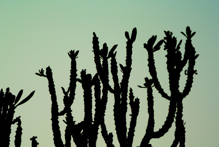 Silhouette of Cactus with gree sky backgroundの写真素材