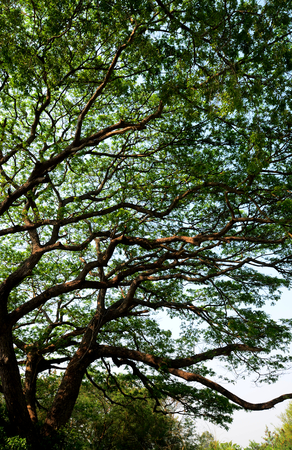 Nice green leaf and tree canopy