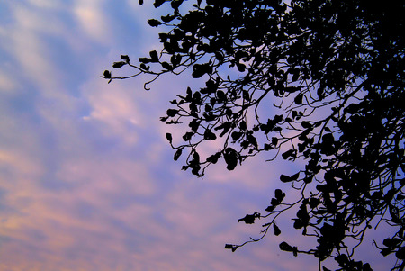 Silhouette of tree trunk with dramatic skyの写真素材