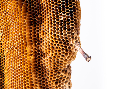 Hoenycomb close up and isolatedの写真素材