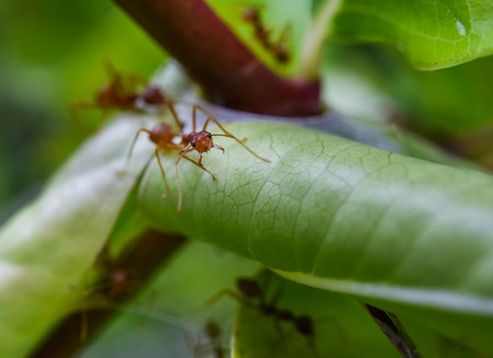 Red ant build nest with green leaf, Macro shotの写真素材