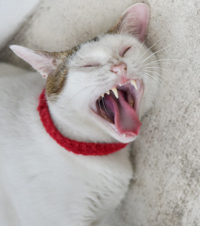Cat open mouth and cry out like painfulの写真素材