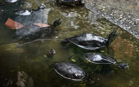 Turtles in waterの写真素材
