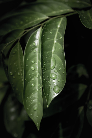 Rain drops on green leafの写真素材