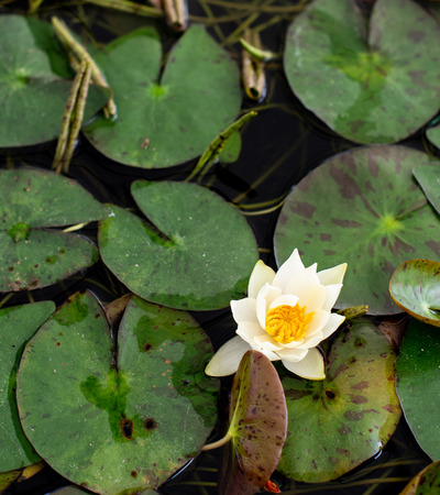 Nice vibrant lotus flower in pondの写真素材