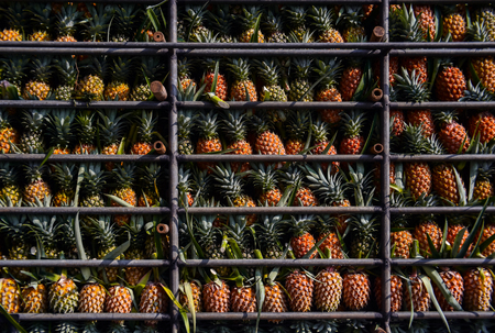 Pineapple fruit on truck, Harvest tropical fruit in Thailand