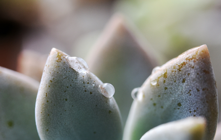 Nice cactus with droplets close up shotの写真素材
