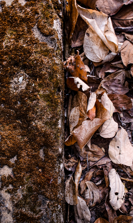 Dried leaf on ground with dried mossの写真素材