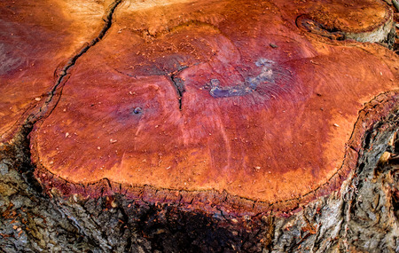 Stump, Tree cuted at countryside in Thailandの写真素材