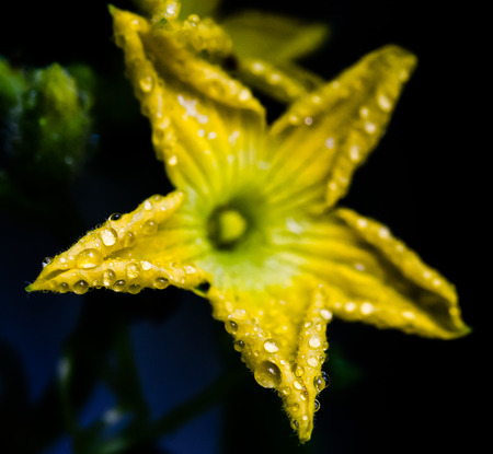 Melon flower with rain drop close up shotの写真素材