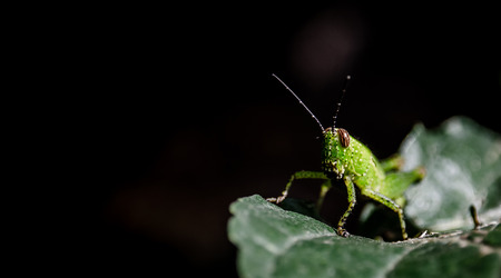 Grasshopper on green leaf, Close up shotの写真素材