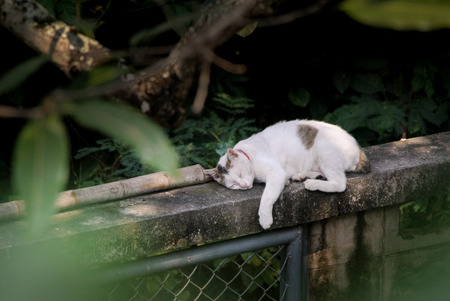 Cat sleeping at wallの写真素材