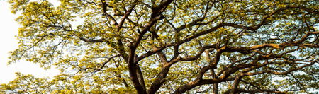 Big tree canopy background with yellow leaf of tree