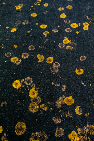 Abstract background, Damage yellow flower on asphalt road texture backgroundの写真素材