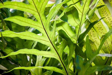 Fern leaf close up , Nautre background