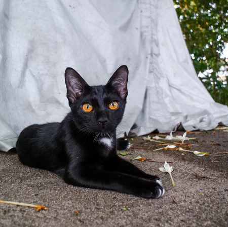 Portrait of black cat relax on groundの写真素材