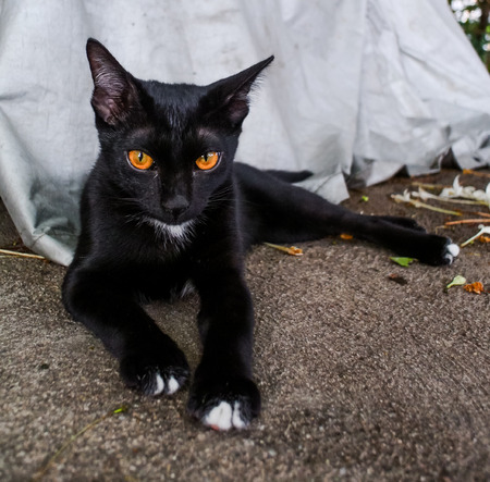 Portrait of black cat relax on groundの写真素材