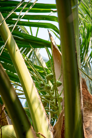 Young coconut fruit on tree, Tropical fruitの写真素材