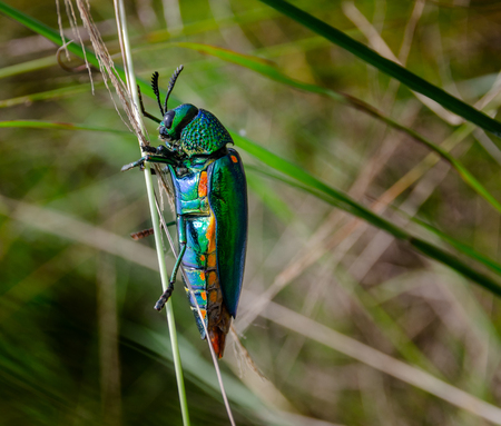Jewel beetle in field macro shot, Thailandの写真素材