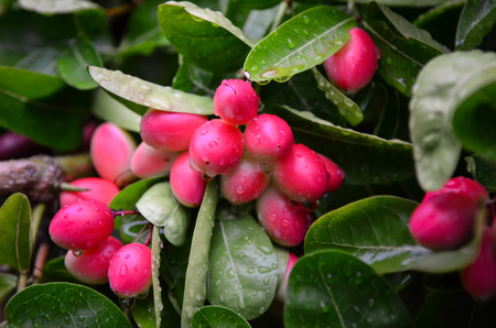 Bengal-Currants, Carandas-plum, Karanda or Carunda fruit