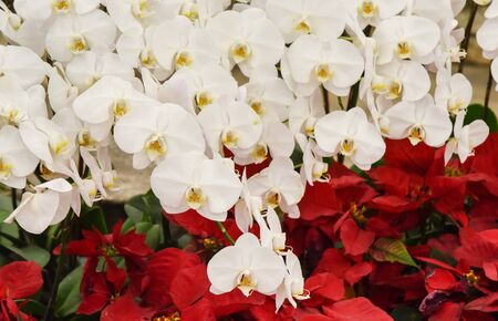 White orchid blossom, Flower decorateの写真素材