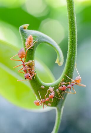 Red ants on green flower, Close up shotの写真素材