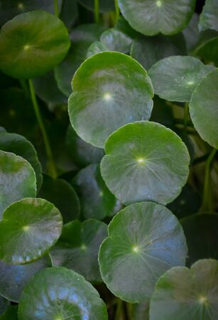 Centella asiatica, Green leaf of Asiatic pennywort