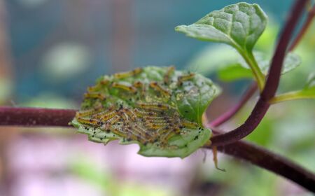 Group of young worms on mints leaf, Close up shotの写真素材