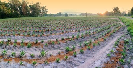 Panoramic view of pineapple farm with monring sky backgroundの写真素材