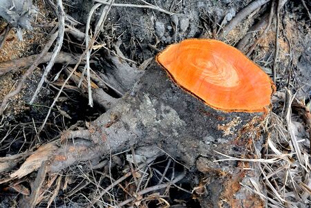Cross section of wood, Cut the treeの写真素材
