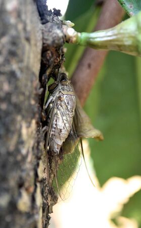 Cicada climbing to the tree, ready for mating