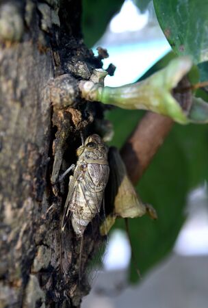 Cicada climbing to the tree, ready for matingの写真素材