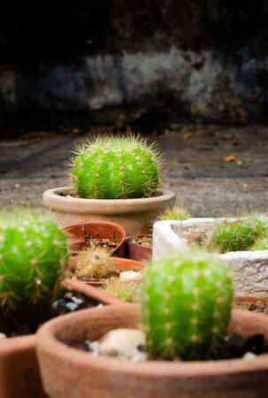 Group of cactus pot on ground with blurred foregroundの写真素材