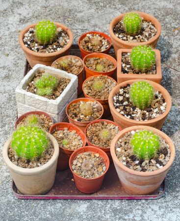 Group of cactus pot in tray on groundの写真素材