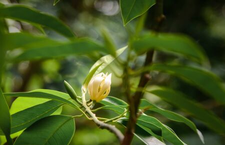 Champak flower on tree  with green leafの写真素材