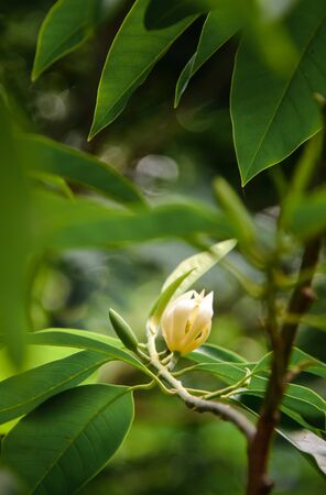 Champak flower on tree  with green leafの写真素材