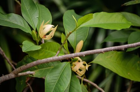 Champak flower on tree  with green leafの写真素材