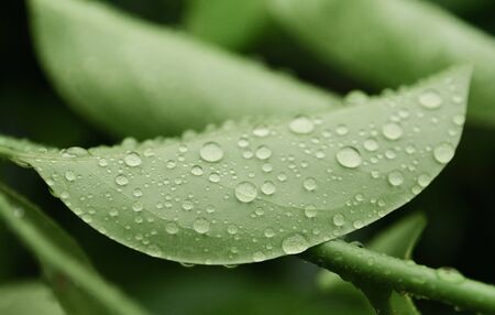 Rain drops on green leafの写真素材
