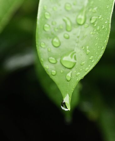 Rain drops on green leafの写真素材